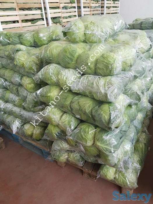 Семена ранней капусты КАНАЯМА F1, KITANO SEEDS, фотография 2