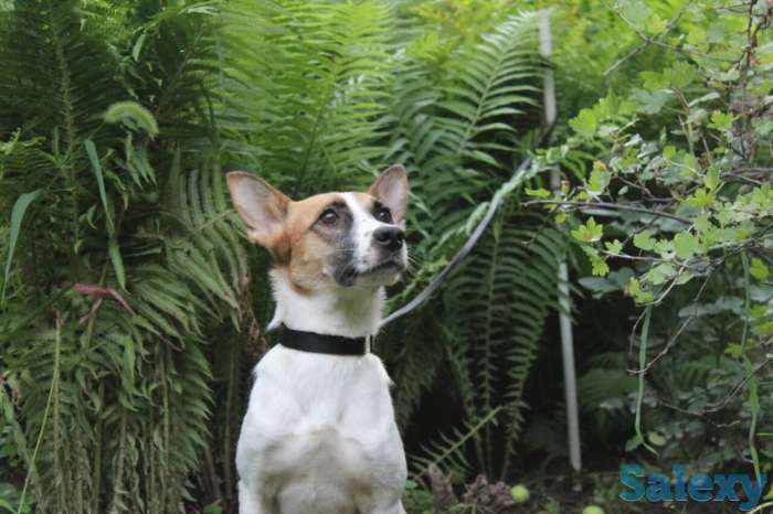 Тина ищет дом., фотография 2