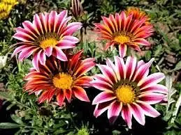 Озеленение. Поставка растений, фотография 1