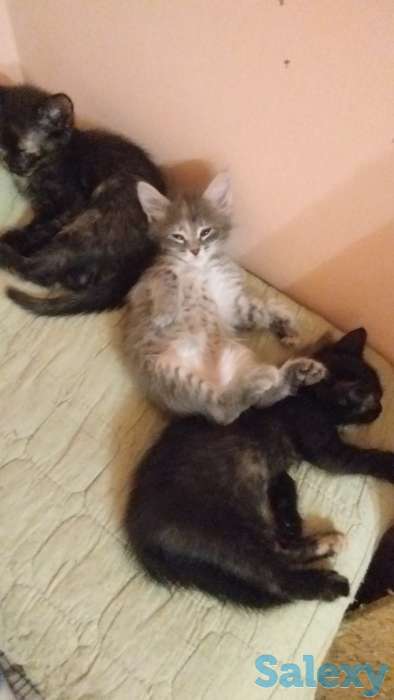 Отдадим котят в хорошие руки, фотография 2