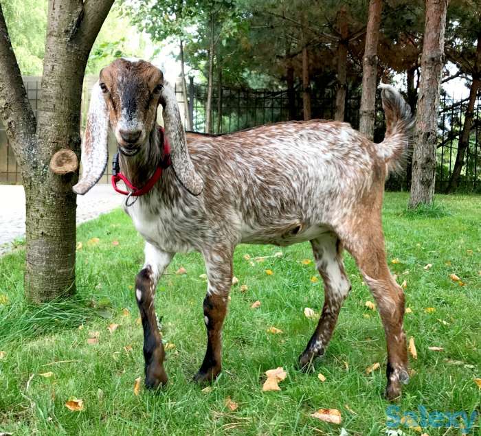 Племенные козы Англо-нубийскиой породы (скот из Европы класса Элита и Элита Рекорд), фотография 7