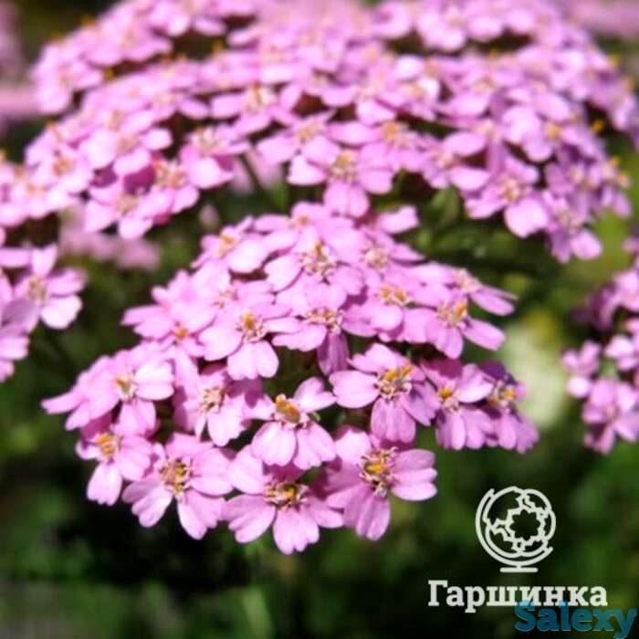 Тысячелистник Лилак Бьюти, фотография 1