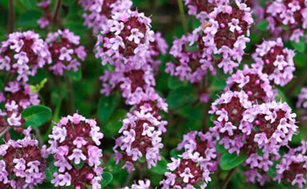 Лекарственные травы и травяные сборы. , фотография 4