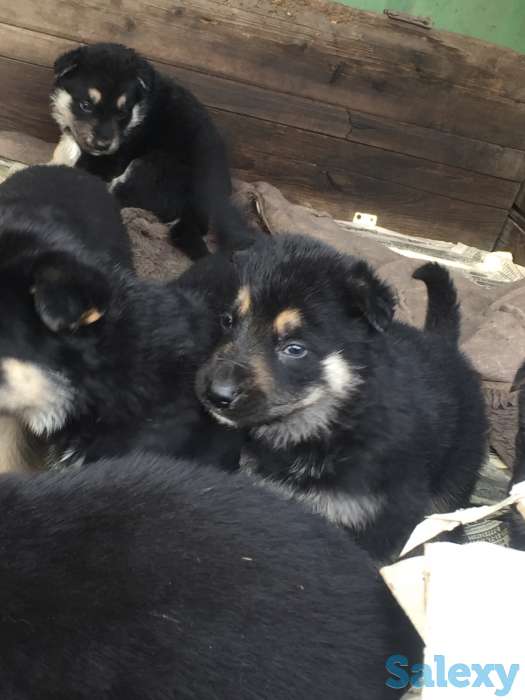 Дети подросли кушают сами звоните выбирайте уже можно!!!, фотография 2