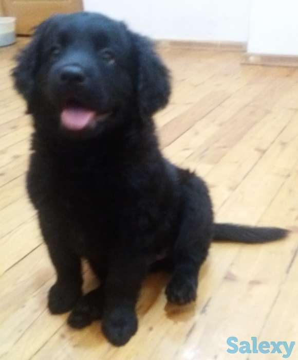 Продам щенков лабрадора черного окраса, фотография 11