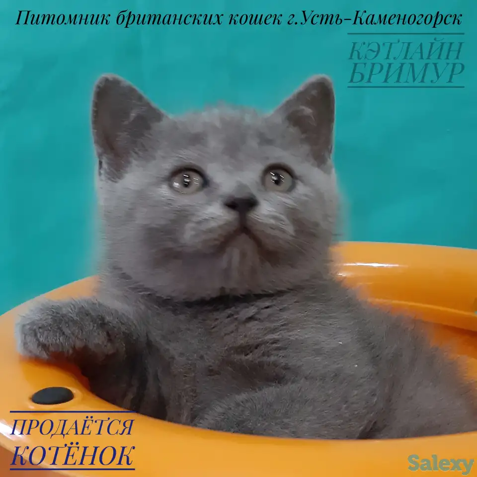 Британские котята, фотография 3