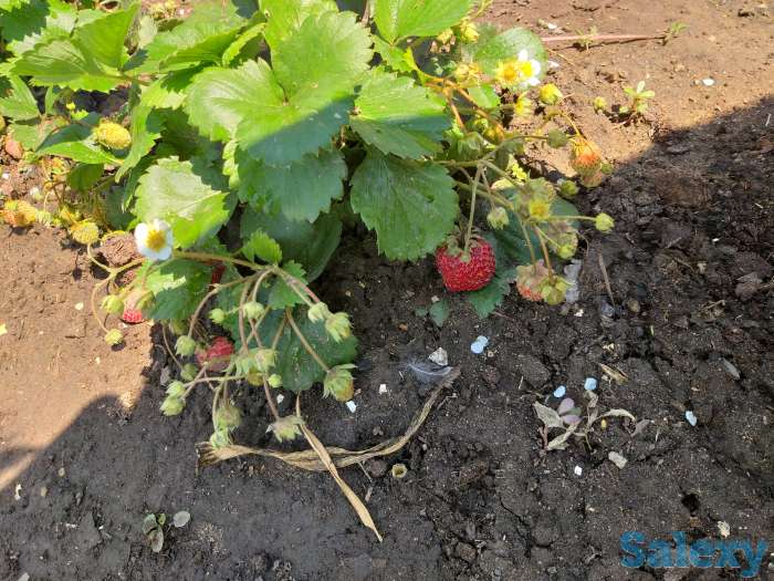 Саженцы клубники, фотография 3