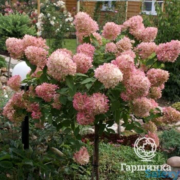 Гортензия фантом на штамбе 80 см, фотография 1