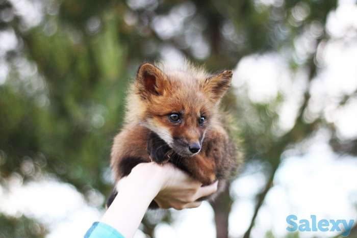 Домашние лисята, лисы, фотография 4