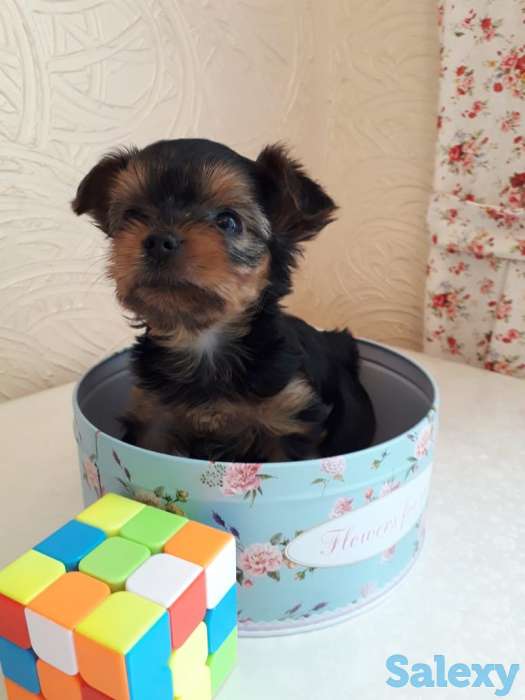 Очаровательные щенки йорка, фотография 8