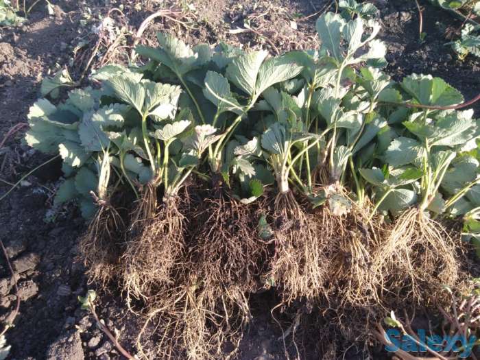 Саженцы Клубники, фотография 1