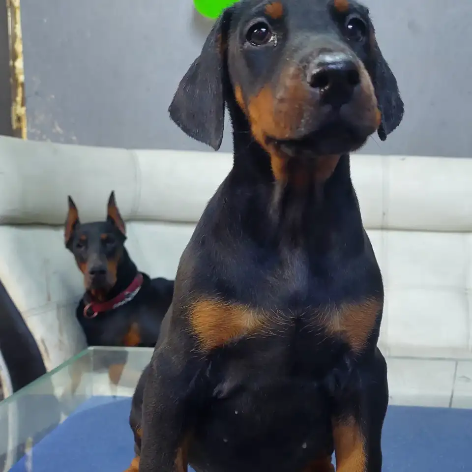 Щенки Добермана, фотография 3