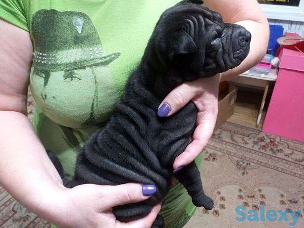 Щенки шарпея ., фотография 1