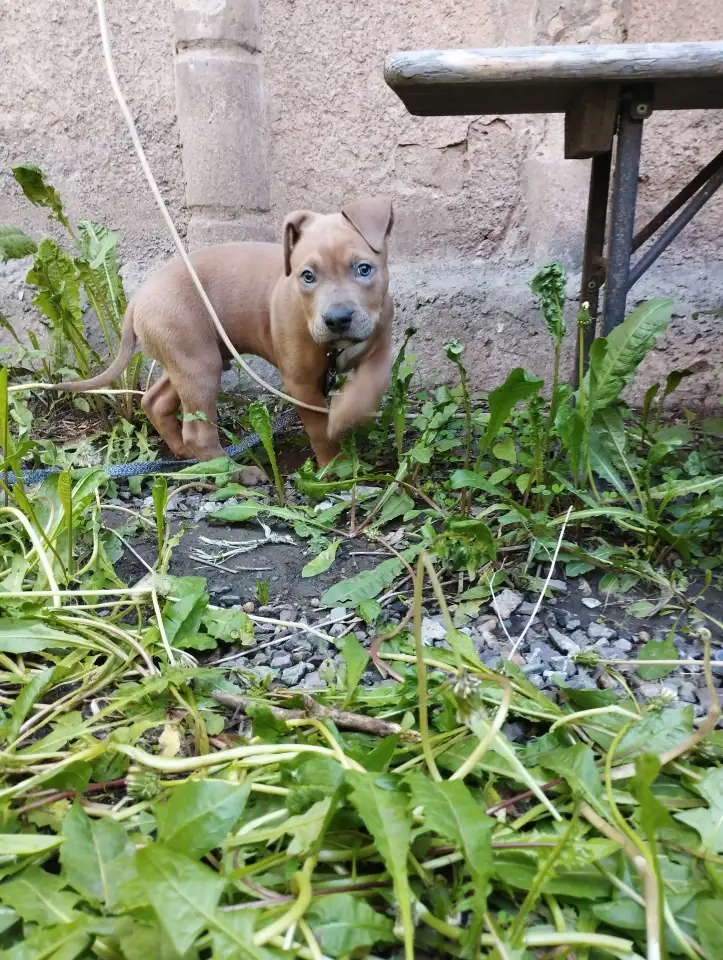 Щенок Амстаффа 2 месяца,мальчик, фотография 3