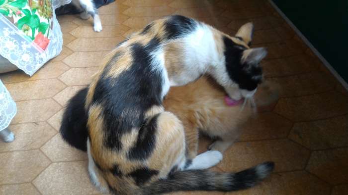 Отдам котят в хорошие руки, фотография 8