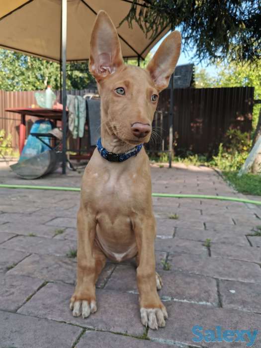 Фараонова собака, фотография 1