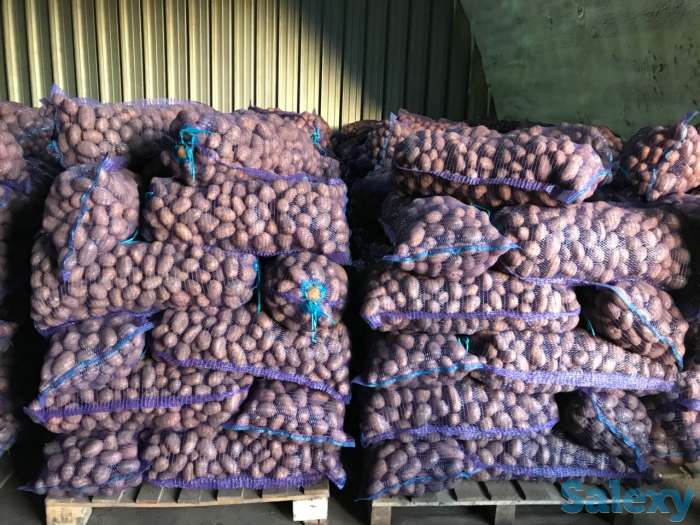 Продаю картошку, фотография 1