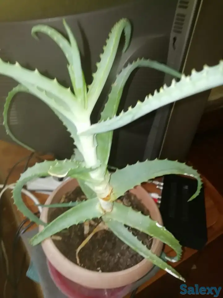 продам недорого комнатные цветы, цена по договорённости., фотография 5