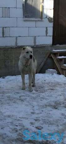 Среднеазиатская овчарка, фотография 1