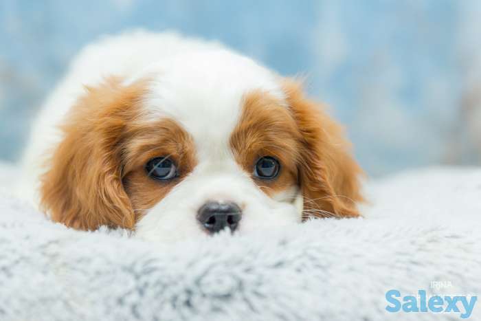 Питомник кавалер кинг чарльз спаниелей 