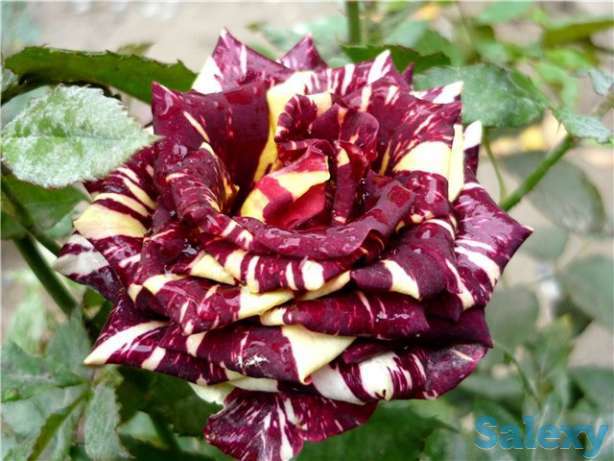 Саженцы корни роз, фотография 3