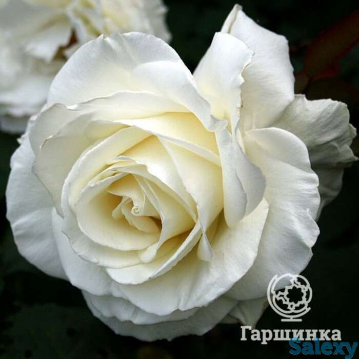 Роза тинеке чайно-гибридная, топалович, фотография 1