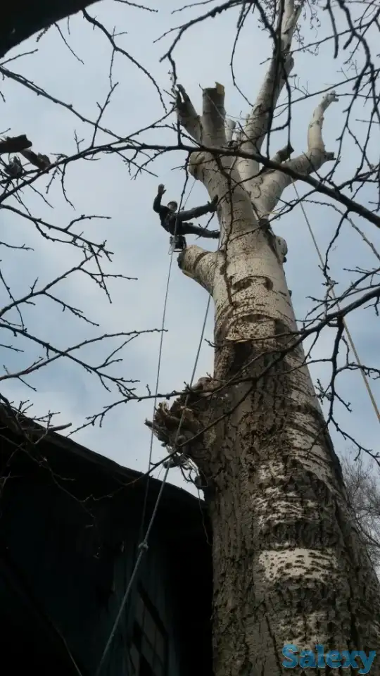 Спил деревьев. Евгений верхолаз (арборист), спецтехника. Обрезка, кронировка., фотография 12