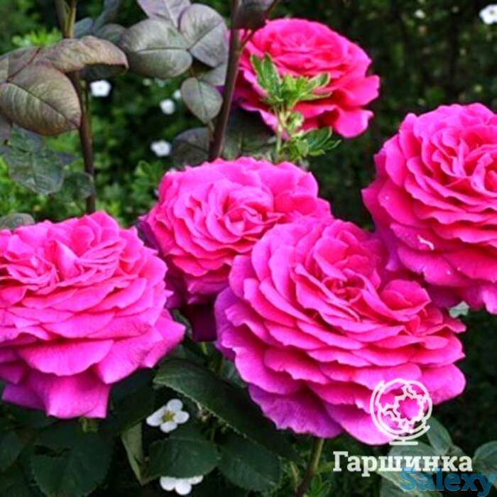 Роза биг пепл на штамбе 90см, фотография 1