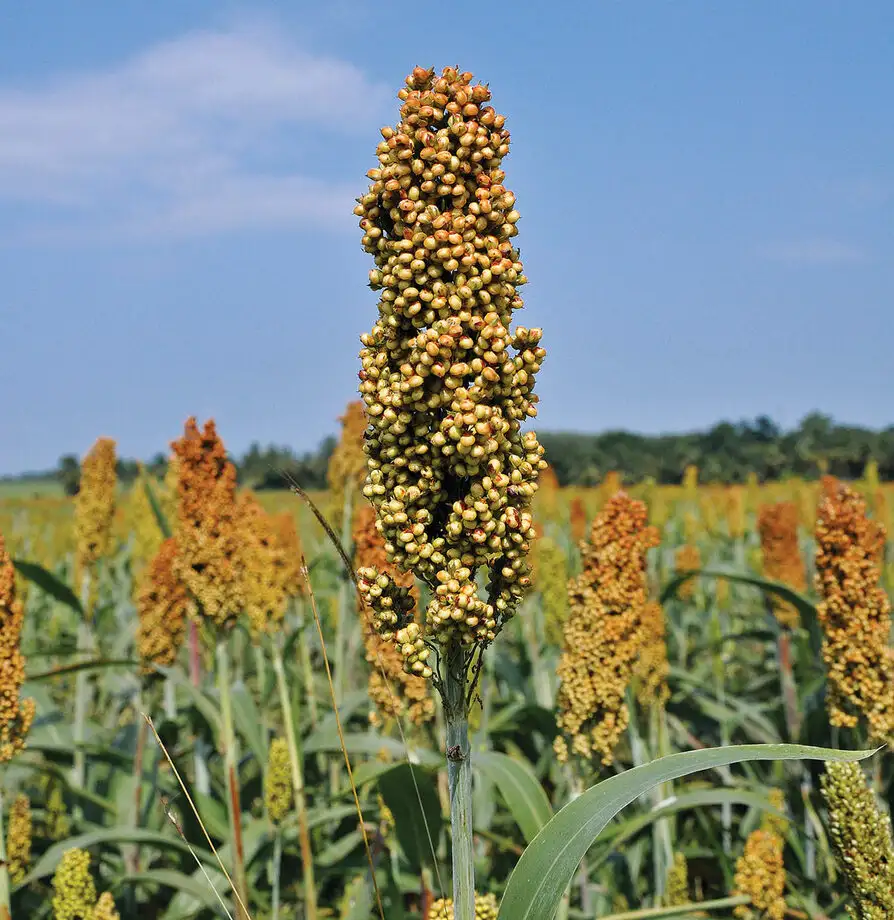 Семена сорго и суданской травы, фотография 1