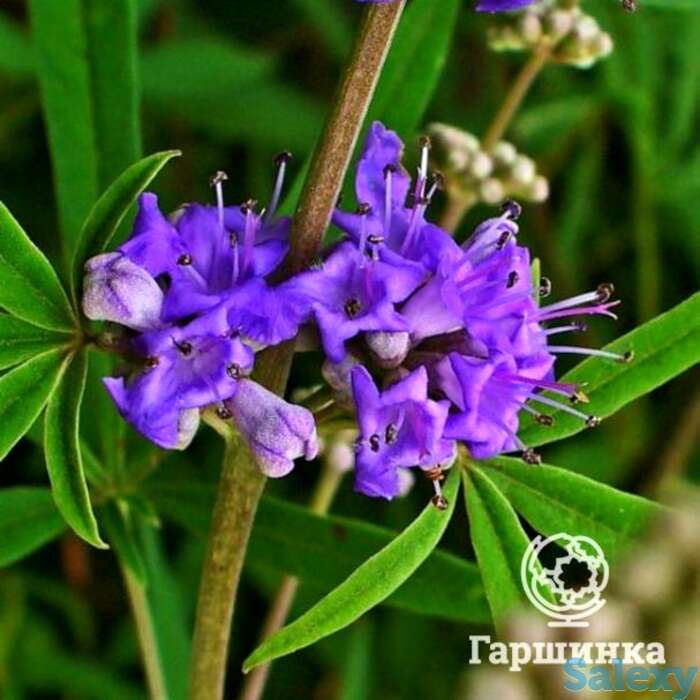 Витекс священный латифолия, фотография 1