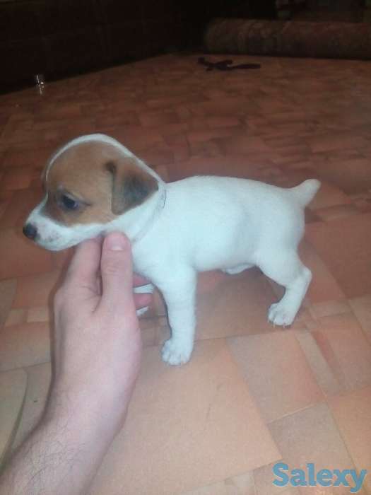 Продам предлагаем к продаже щенков, фотография 5