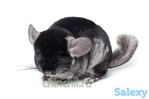 Профессиональные корма для шиншилл от нашей фермы, фотография 1