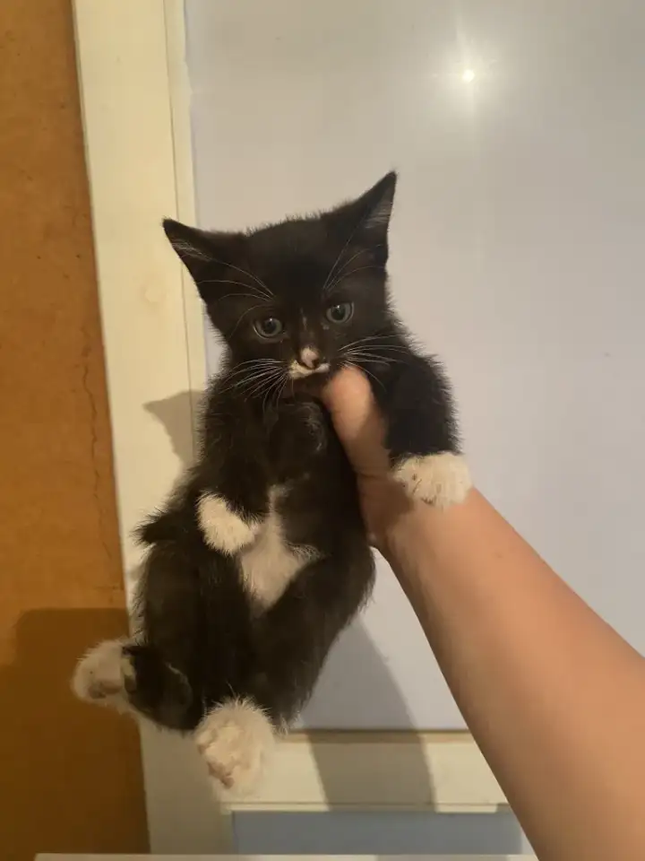 Отдам котенка в добрые руки, фотография 2