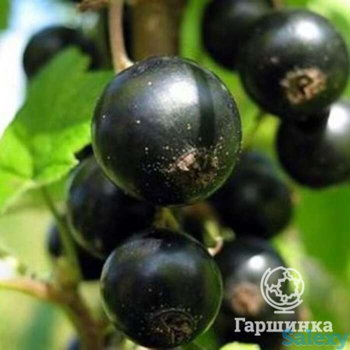 Смородина Нежданчик черная, фотография 1