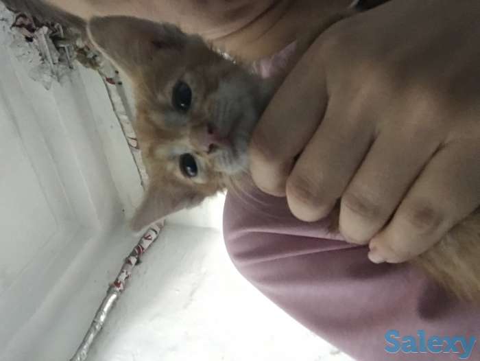 Отдам котят в хорошие руки, фотография 3