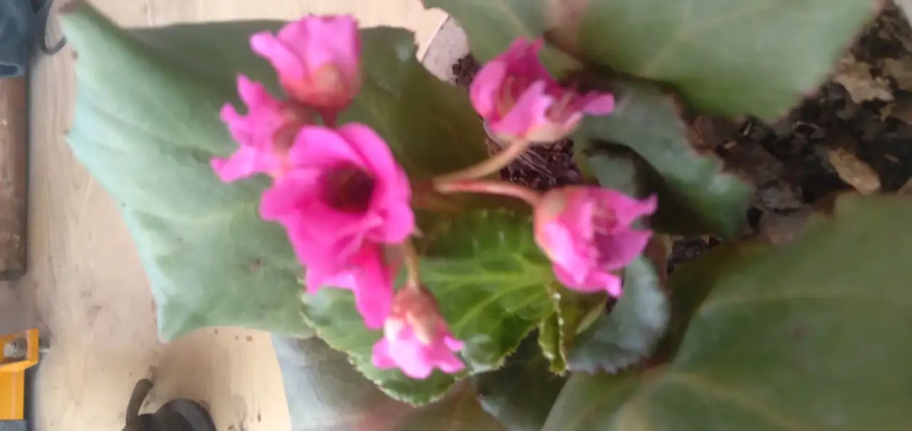 Садовые деревья цветущие и ягодные кустарники цветы многолетки, фотография 2