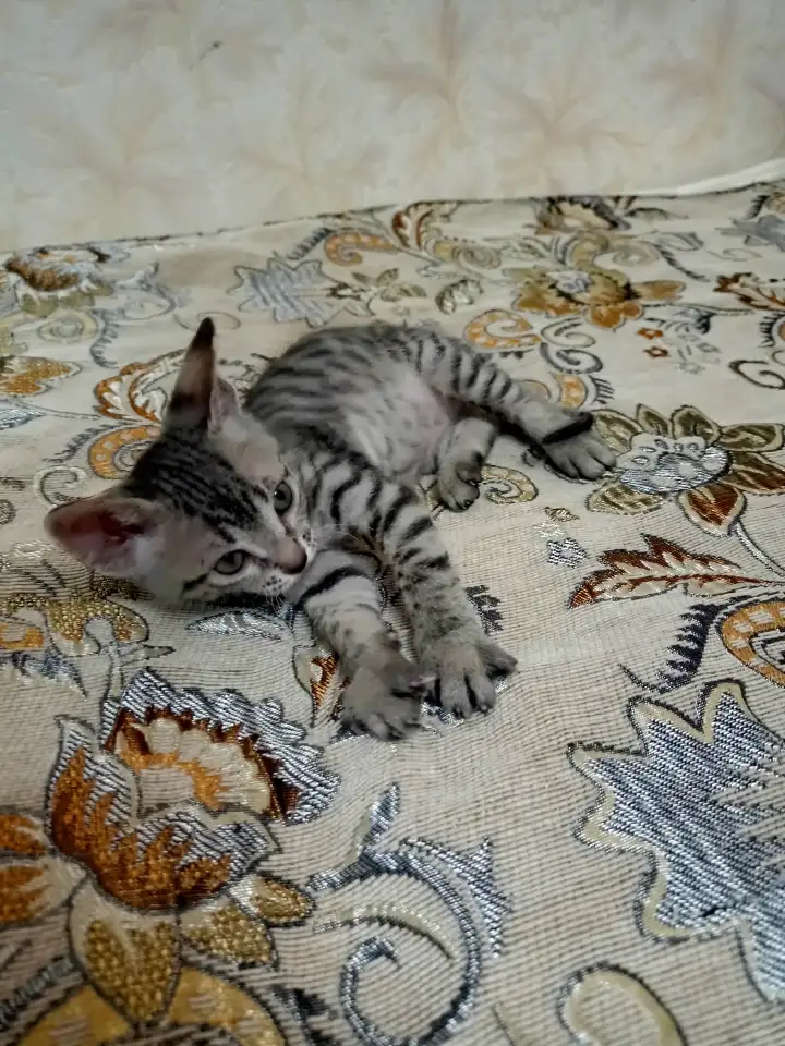 Велюровые, донские красавцы сфинксы, ждут своих хозяев!!!, фотография 5