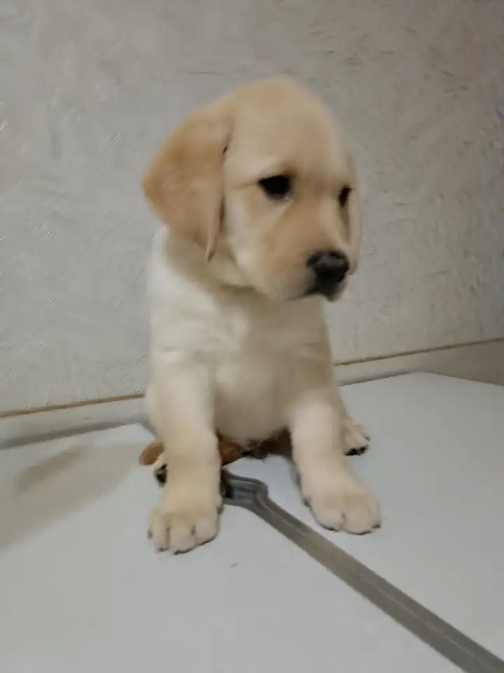 Щенки Лабрадор ретривер, фотография 10