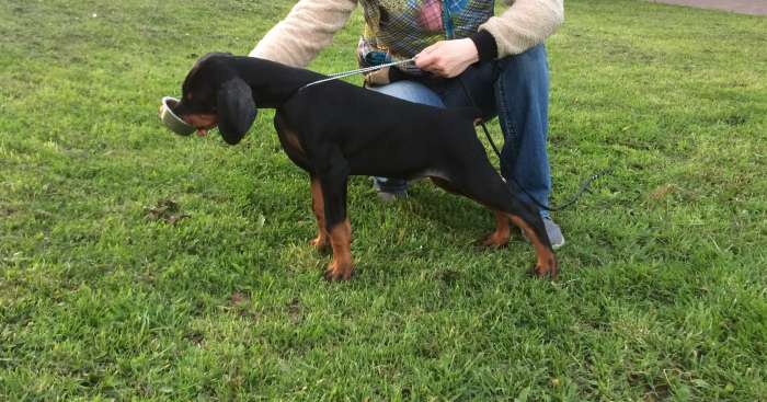 Щенки добермана , фотография 2