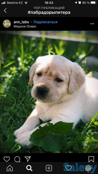 Куплю лабрадора, фотография 1
