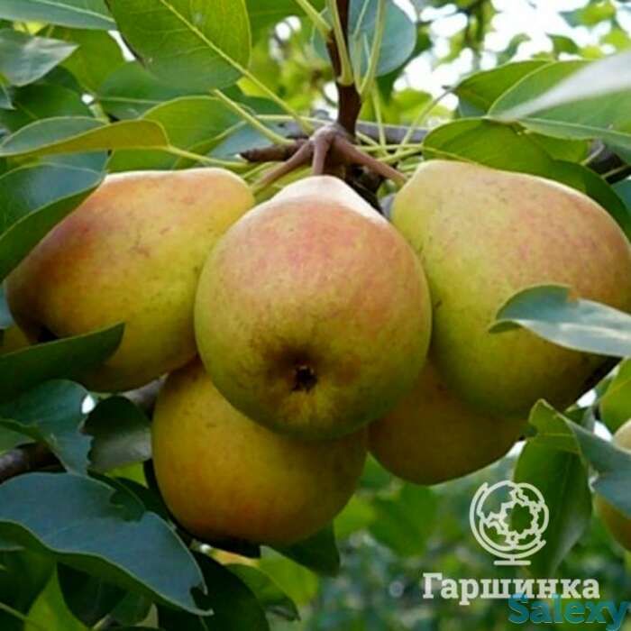 Груша память жегалова, фотография 1