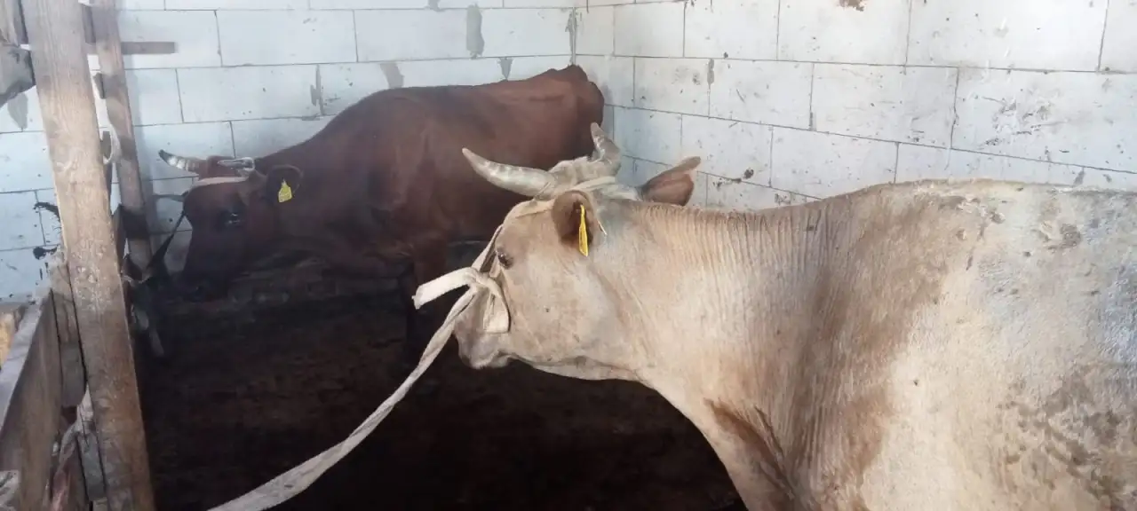 Продам 2 коровы с телятами. Можно без телят. Дойные коровы. Плохих прывычек нет. Умные, красивые, стройные коровы, фотография 7