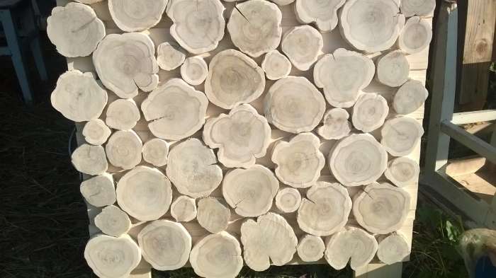 Спилы можжевельника., фотография 2