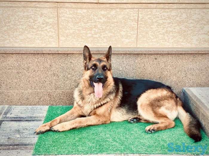 Породистые щенки немецкой овчарки, фотография 8