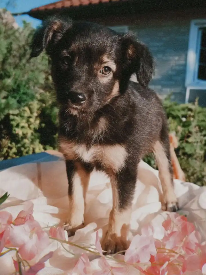 Щенки метисы от кинолога, фотография 6