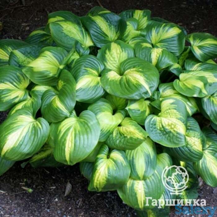 Хоста кафедрал уиндоуз (l), фотография 1