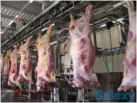 Линия для убоя КРС, МРС, фотография 1