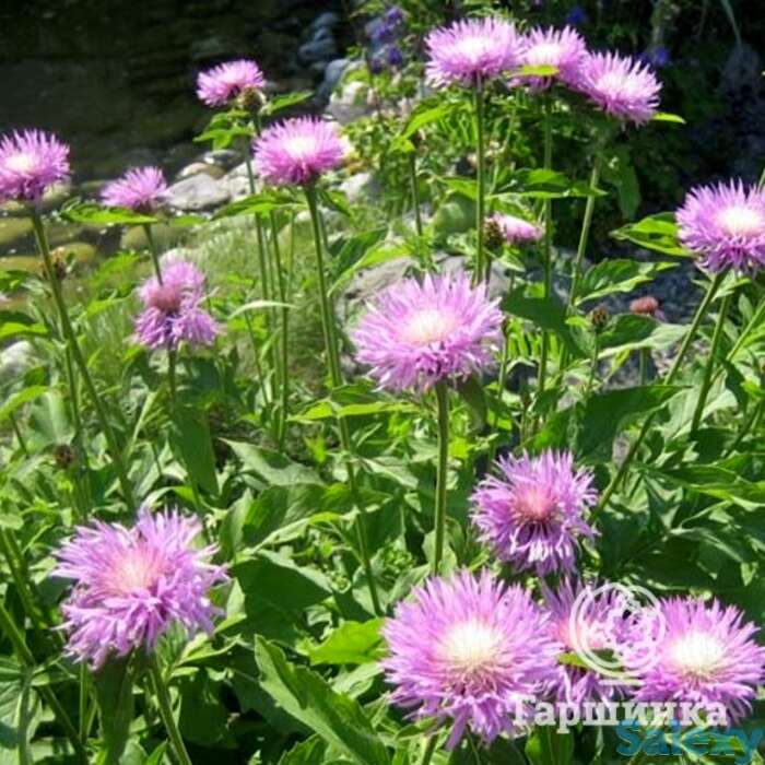 Василек подбеленный, фотография 1