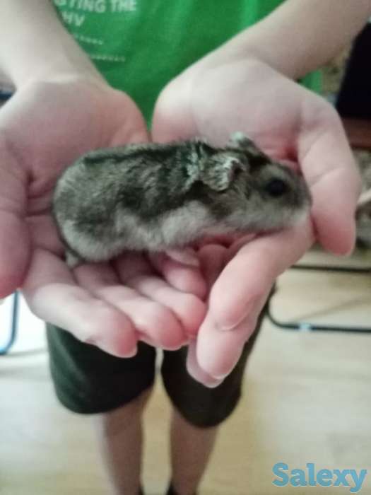 Продам хомяка, фотография 1