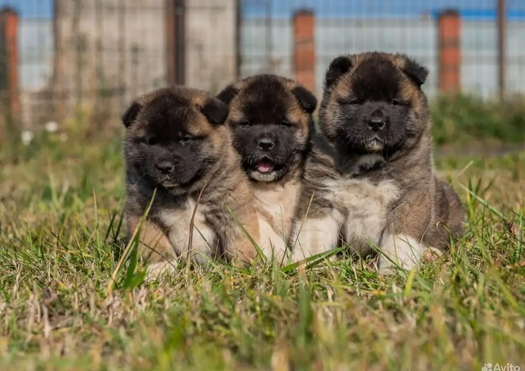 Шикарные щенки Американской Акиты, фотография 1